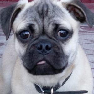 Meet your Posher, Haz